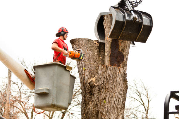 Leaf Removal in Farr West, UT